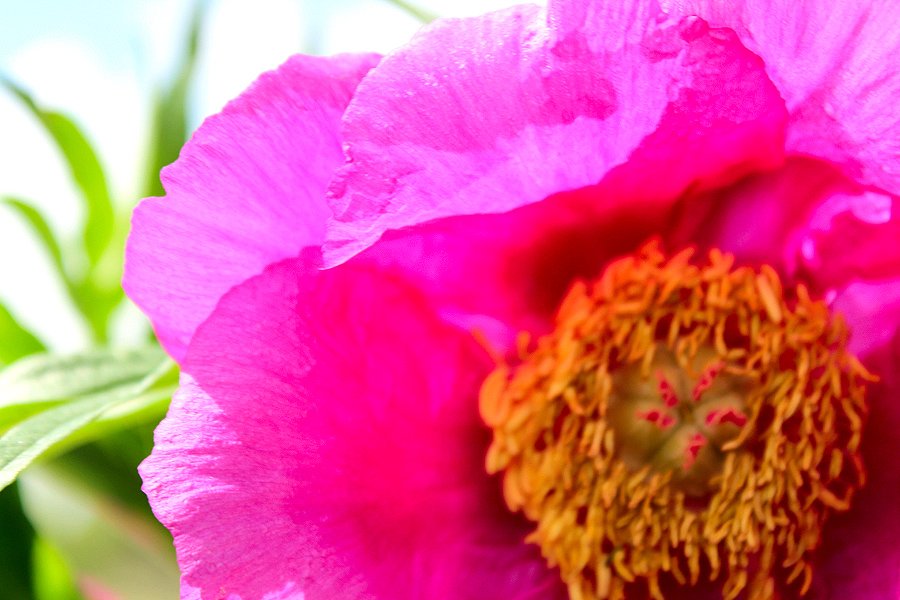 artauction21's tweet photo. Auction of Modern Art 21 century https://t.co/GHVQjBISkH
Tsurikov Ilya &amp; Ket Gun photography. Altay flowers.
#Auction #modernart #photography #art #nature #Flowers https://t.co/xQEqSDFVbw