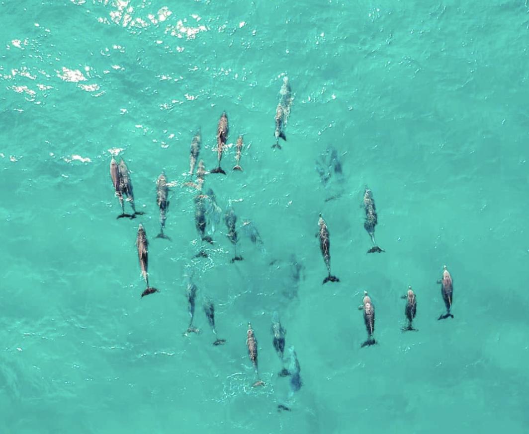 NorthStraddieIs's tweet photo. Traffic jams on #StraddieIs look a little different. We bet they’re on their way to #AmityPoint for sunset!
⠀⠀⠀⠀⠀⠀⠀⠀⠀⠀⠀⠀ ⠀⠀⠀⠀⠀⠀⠀⠀⠀⠀⠀⠀ ⠀⠀⠀⠀⠀⠀⠀⠀⠀⠀⠀⠀
📷: perrine_raimbault https://t.co/mWRDc1Dvq2