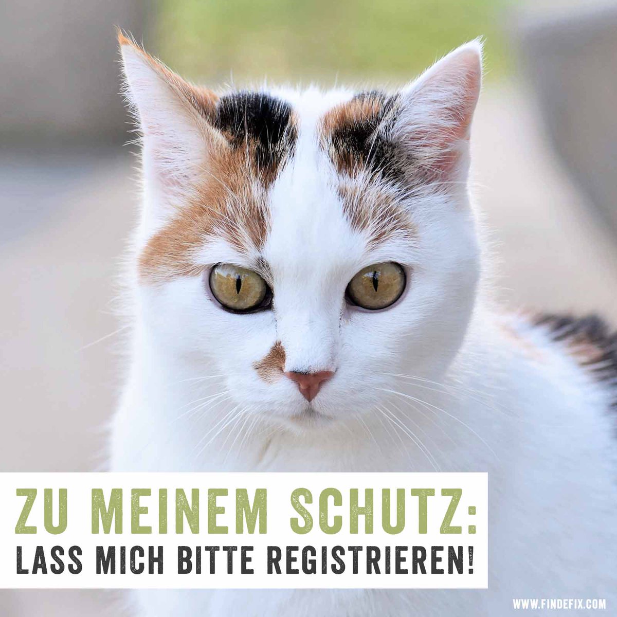 tierschutz_bund's tweet photo. Zum heutigen #Weltkatzentag wollen wir nochmal darauf aufmerksam machen, wie wichtig es ist, seine Samtpfote chippen und registrieren zu lassen. Denn Katzen sind die Haustiere, die am häufigsten verschwinden. Jetzt ganz schnell online erledigen: https://t.co/9qFoJX5XlE https://t.co/VQ64sPvcrP