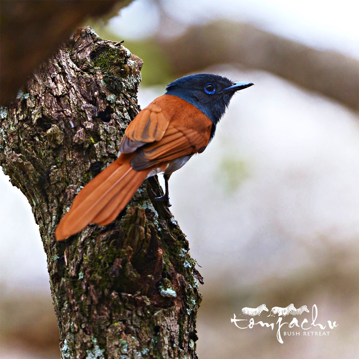 tomjachu's tweet photo. Springtime not only delivers a deluxe insect buffet for the birds, who gorge themselves on bugs hatching with the early rains, but it’s also the start of mating season. 
#spring #springtime #birdwatching #loveisintheair #tomjachu #tomjachubushretreat https://t.co/ySPNWQzodr