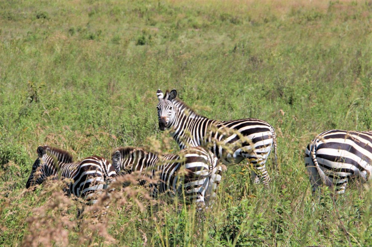 オルドバイ渓谷