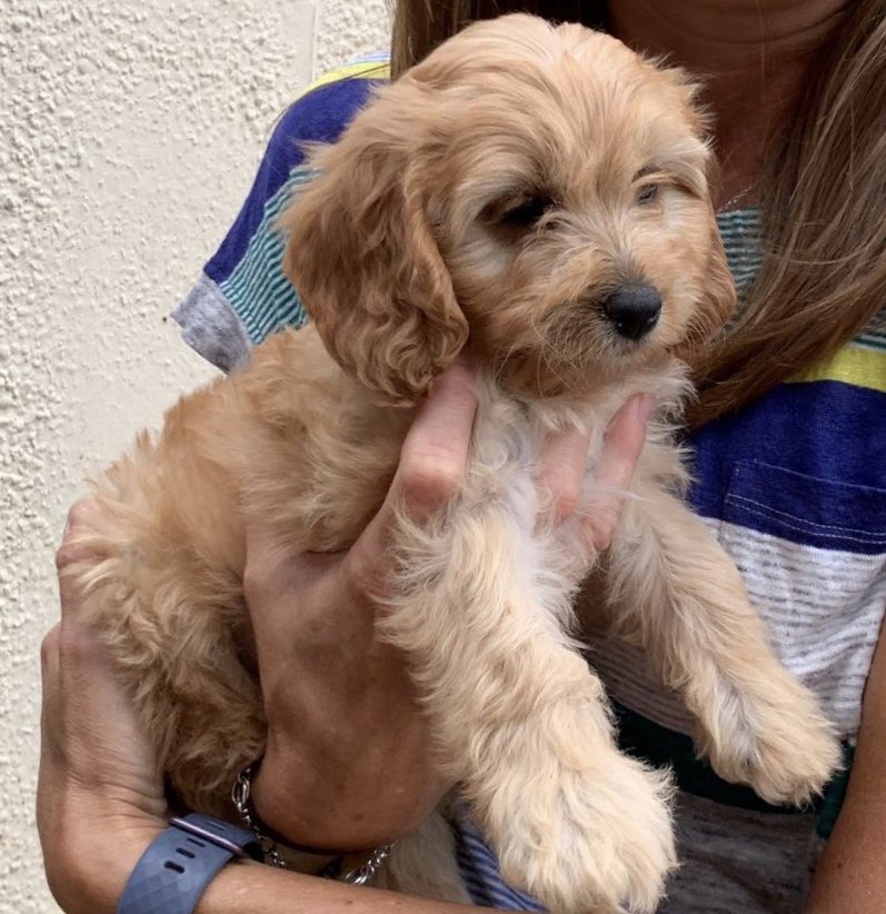 Absolutetravel_'s tweet photo. Done deal: we would like to announce a new signing, Lottie - passed the medical and we feel she will be a great addition to the team #DeadlineDay #Absolutetravel https://t.co/DAlAZ7Oi7Y