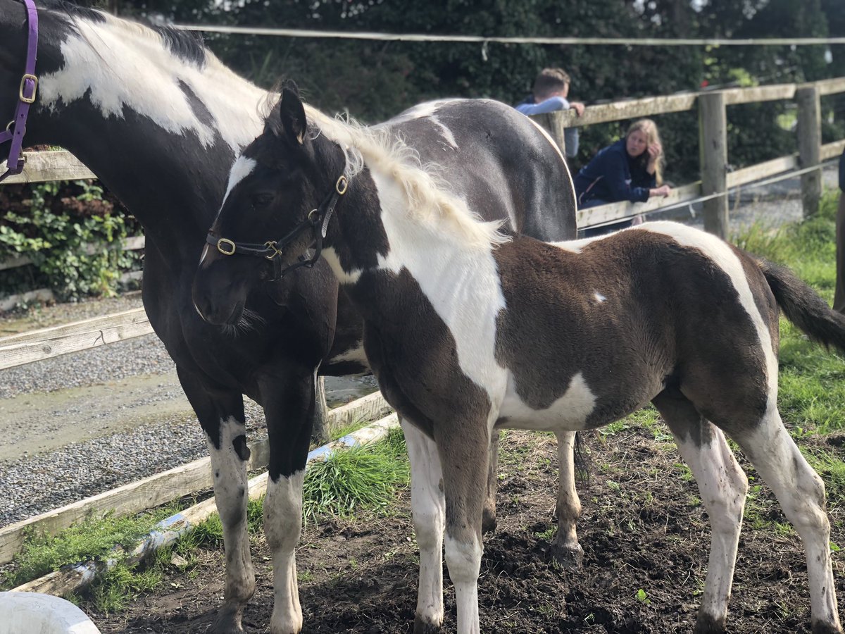 CharlotteMooney's tweet photo. Great to meet @CliveCullen21 and his pinto @greatwhiteblaze filly yesterday. She’s got dad’s head and that eye. Also, met a 2YO that is a grandson of the NZ mare Splashed who was exported to Ireland in 2006 - small world! https://t.co/j21gHg4Ctq