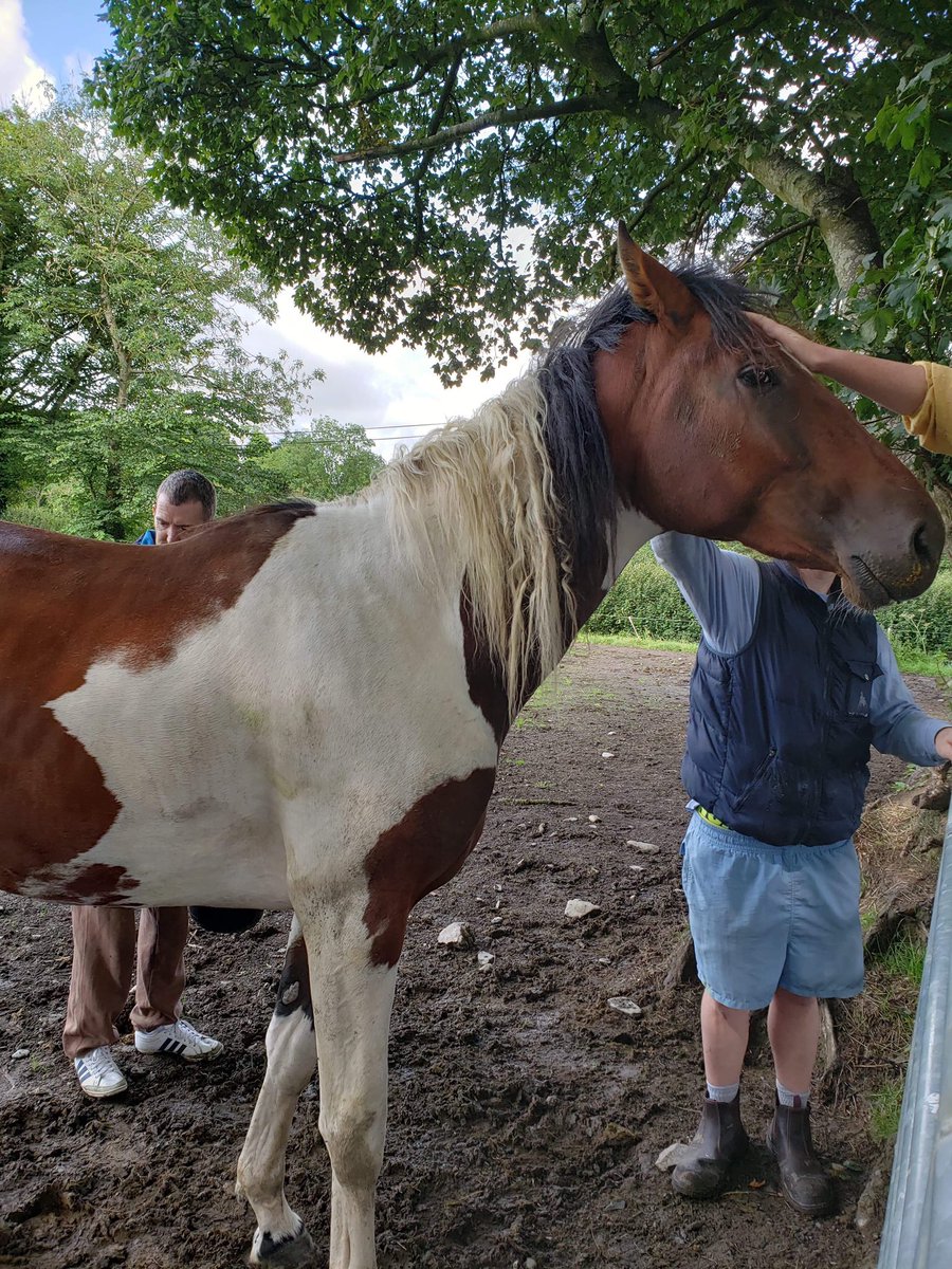 CharlotteMooney's tweet photo. Great to meet @CliveCullen21 and his pinto @greatwhiteblaze filly yesterday. She’s got dad’s head and that eye. Also, met a 2YO that is a grandson of the NZ mare Splashed who was exported to Ireland in 2006 - small world! https://t.co/j21gHg4Ctq