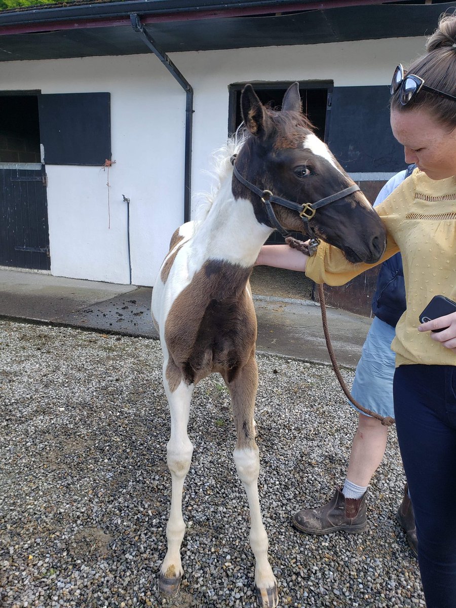 CharlotteMooney's tweet photo. Great to meet @CliveCullen21 and his pinto @greatwhiteblaze filly yesterday. She’s got dad’s head and that eye. Also, met a 2YO that is a grandson of the NZ mare Splashed who was exported to Ireland in 2006 - small world! https://t.co/j21gHg4Ctq
