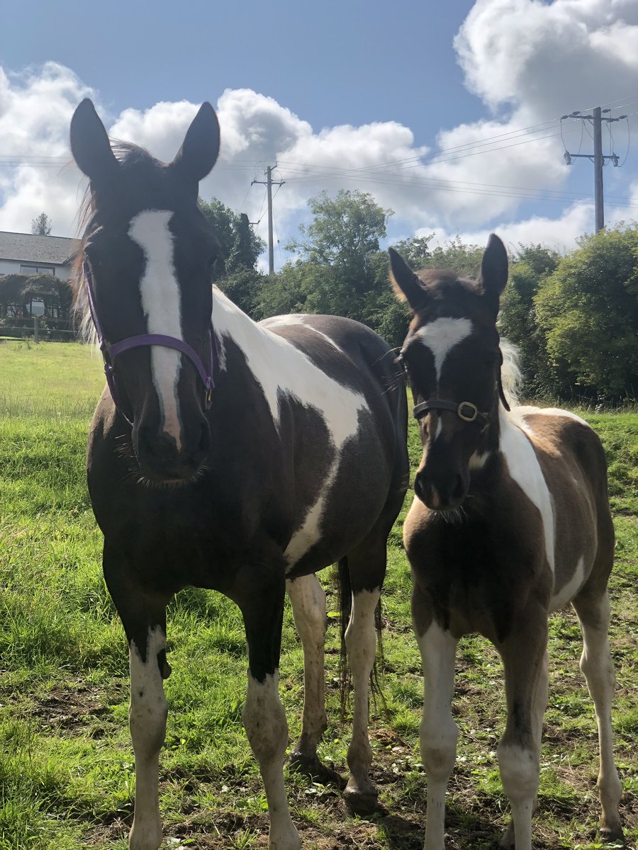 CharlotteMooney's tweet photo. Great to meet @CliveCullen21 and his pinto @greatwhiteblaze filly yesterday. She’s got dad’s head and that eye. Also, met a 2YO that is a grandson of the NZ mare Splashed who was exported to Ireland in 2006 - small world! https://t.co/j21gHg4Ctq