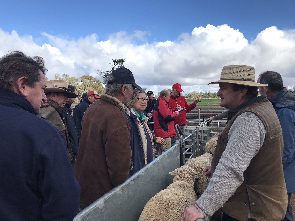 sheeplbs's tweet image. There’s always something more to learn! 
Today at @Pooginook Livestock Production Meeting heard from John Sutherland P/GK, Dr Rick White @Bayer and Rob Inglis @EldersLimited on weaner rumen function and weaner management for max weight gains. 
#LookListenLearn