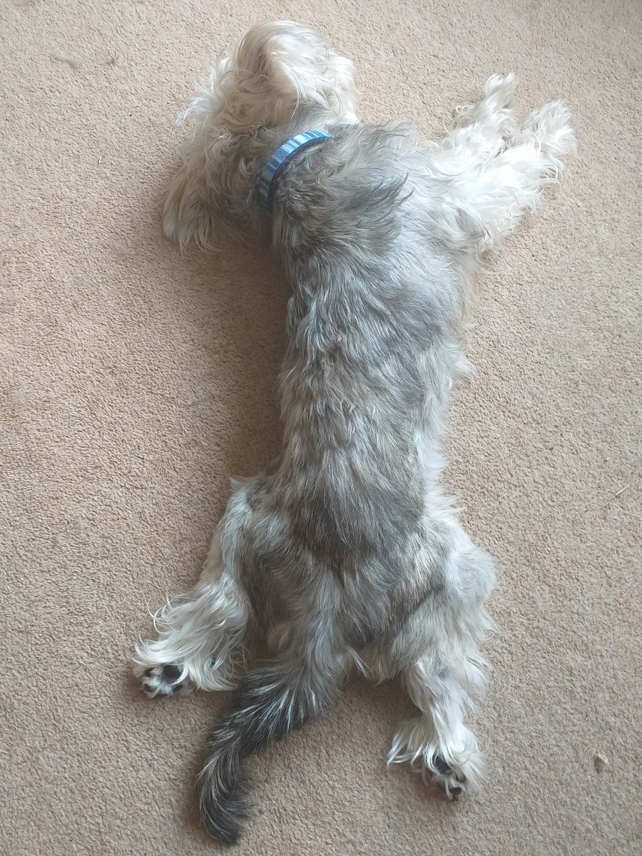 LaughingOT's tweet photo. #AHPsActive I highly recommend having a dog the size of a cat that can climb hedges &amp; get through the smallest escape gaps. I have done A LOT of lost dog chasing this week &amp; perimeter reinforcements #forcedtorun Roll on 4th Sept- neutering appt. Xx @UWE_AHP #spatchcockteddy https://t.co/XCAfkI0wJz