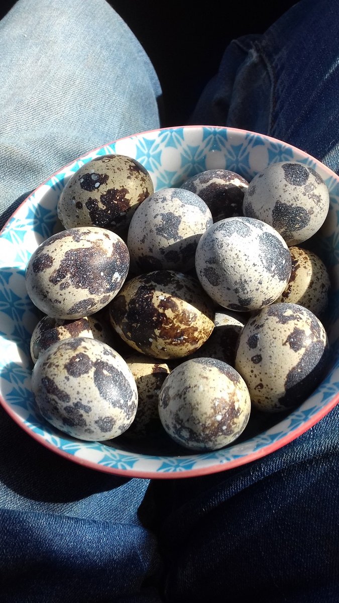 Meddwl_Coed's tweet photo. #Farm24 Snacky and delicious #quailfail eggs! To be hard boiled and popped in a salad https://t.co/A5rs4D51wK