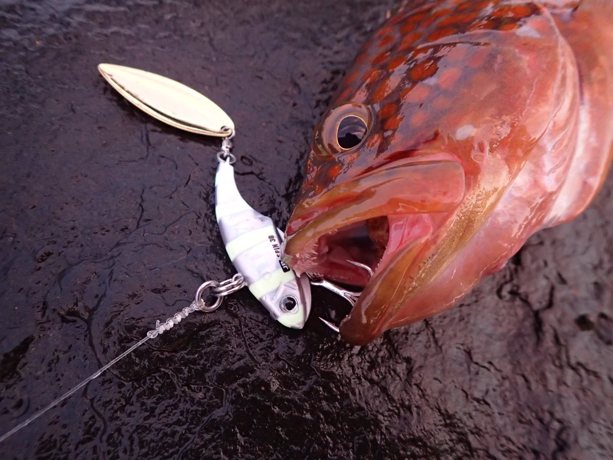 栗原 隆 釣りキチ隆 Pa Twitter ワーム X ジグ X スピンテールでゴンときました 小さいエビを食べていた様です 何だかんだやっとこ釣ったキジハタ 嬉しい 魚 釣り 魚釣り ルアー メジャークラフト ショアジギング ハタ キジハタ ロックフィッシュ 栗原 隆 釣りキチ隆 Pa Twitter ワーム X ジグ X スピンテールでゴンときました 小さいエビを食べていた様です 何だかんだやっとこ釣ったキジハタ 嬉しい 魚 釣り 魚釣り ルアー メジャークラフト ショアジギング ハタ キジハタ ロックフィッシュ