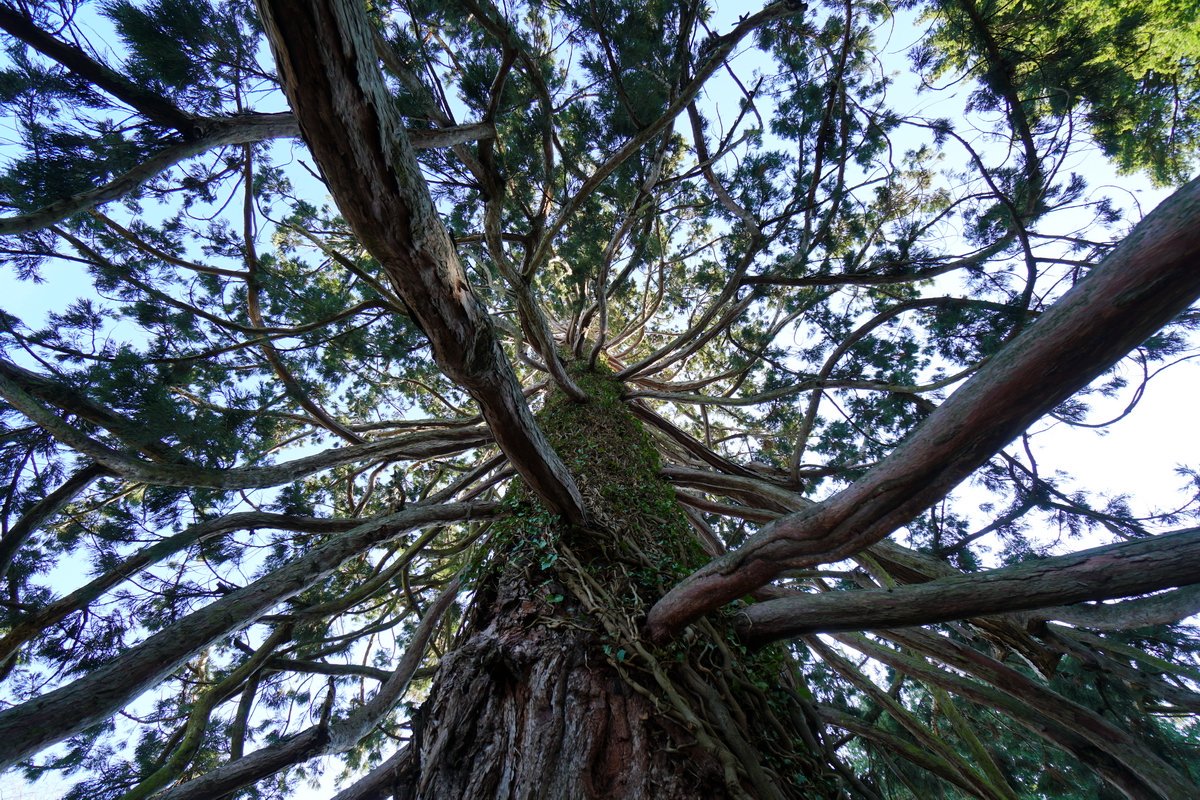 Sigre_World's tweet photo. Reaching out in every direction #epictree #tree #treescape #Nature #naturephotography #naturephoto #Winter #SonyAlpha https://t.co/xdUn8nMqvA