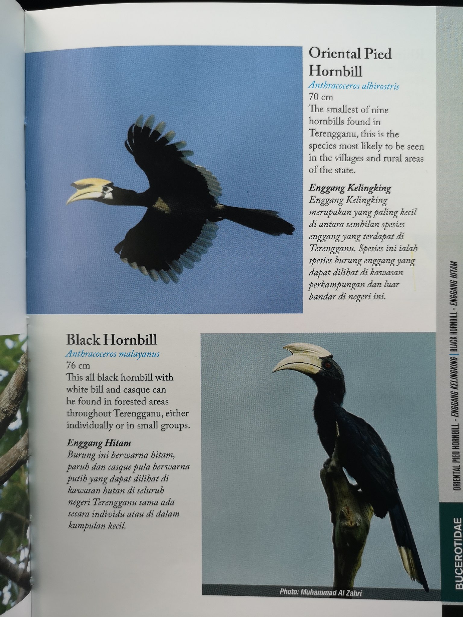 Sue Kz On Twitter Also In My Book Birds Of Terengganu Also