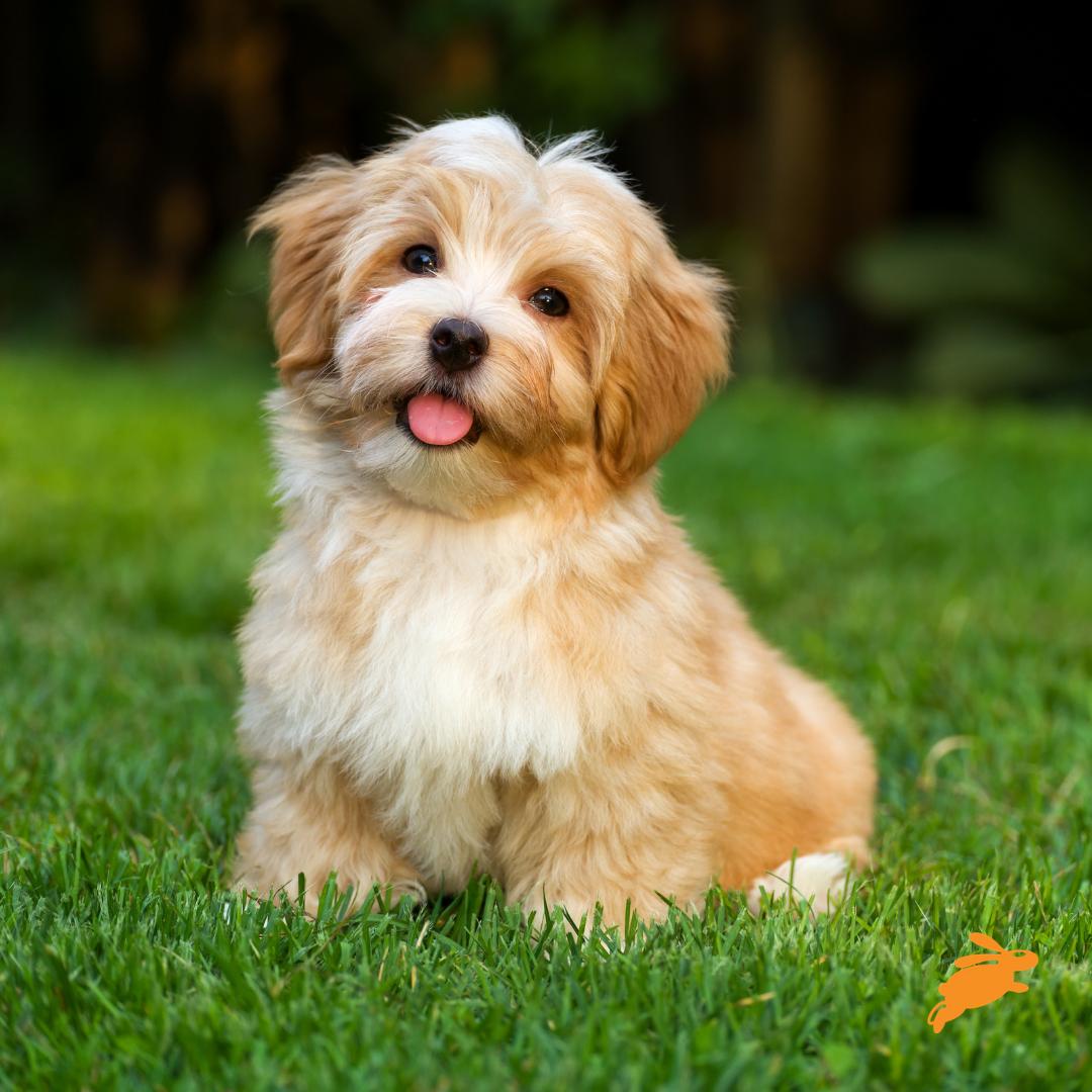 dotsure's tweet photo. Be the person your dog thinks you are. 🧡

#petlovers #itstrue #doglovers #dotsure #dotsurepet #barking #bark #dog #dogblogs #dogs #dogblog #dogtalk #yapping #petcare #dogmom #furkids #intheknow #doglovers #petblog #dogsoftheworld #dogoftheday #blog #pup #pettalk #woof https://t.co/lhv6XVIi85
