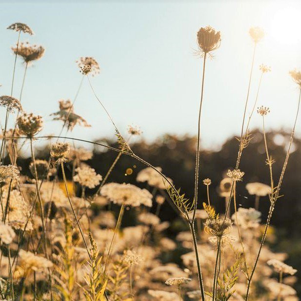 For_Long_Life's tweet photo. Good Morning lovely people ! 😍
Be a warm morning sun, welcome all with love, because your warmth and love can give a life.

https://t.co/S5vK6vp91h

#fabulous #young #wild #free #spirit #wildspirit  #loveyourlife #lifeisbeautiful #beautifullife  #ForLongLife #ForLongLifeTeam https://t.co/n7yGzbxKZj