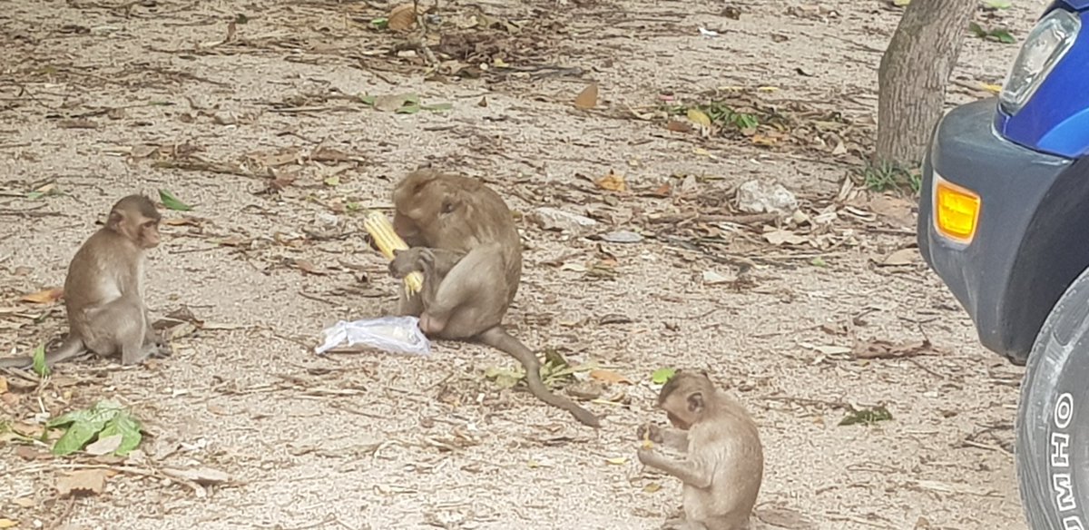 NateAbra's tweet photo. This little monkey ran up to me and stole my corn. #amediting #amwriting #writingcommmunity https://t.co/4FyNgA2KSo