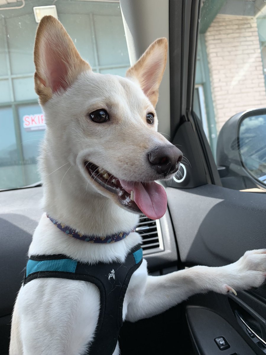 Rae On Twitter Hes A Shiba Inu I Do Not Recommend Them