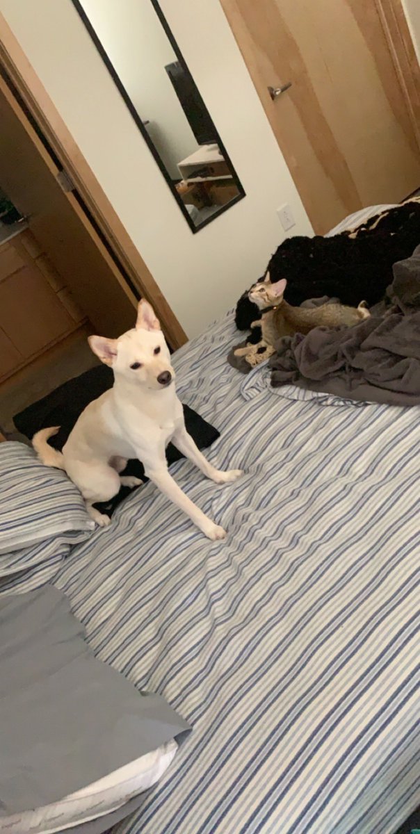 Rae On Twitter Hes A Shiba Inu I Do Not Recommend Them