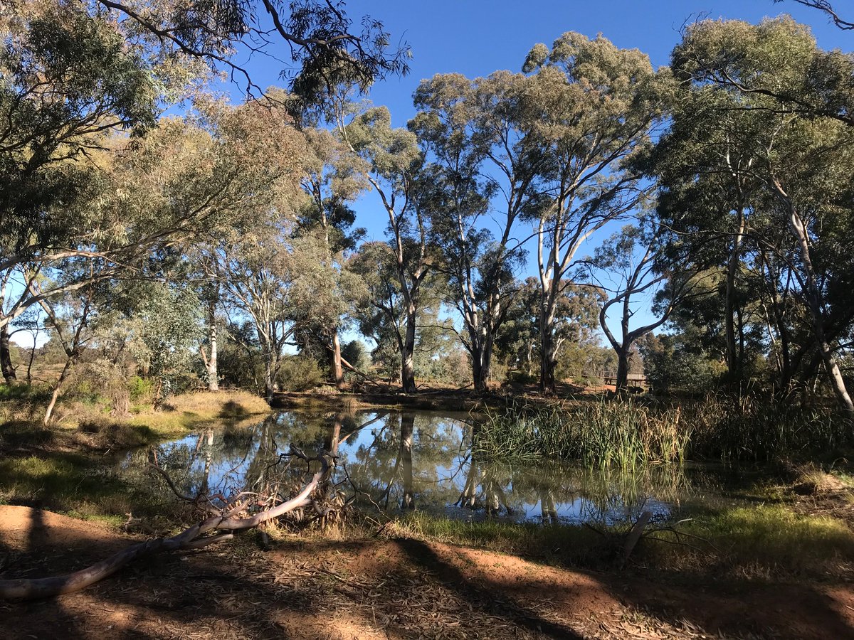 g_eorgiebrown's tweet photo. a week since i was back home grounding on country. paying my respect daily to wiradjuri mob who welcomed and guided me- refuelling my soul. feeling super settled and @ peace since returning from down south and im incredibly grateful for the ancestoral spirit i felt so strongly. https://t.co/WXL7ewpvYn