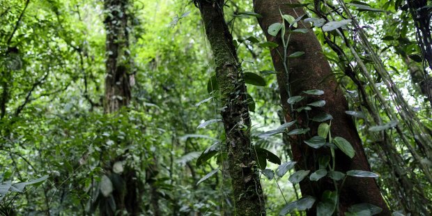 EFEverde's tweet photo. Este jueves se publica el informe @IPCC_CH sobre uso de suelo y #CambioClimatico : Más bosques y menos carne frente al calentamiento global https://t.co/fqP5obVrNA https://t.co/oQHs79dbcw