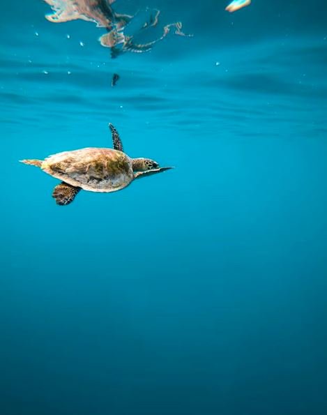 Hello there! 🐢
.
.
.
Photo : ocean_child_mv ( Via Instagram ) 

#OBLUHelengeli #Maldives #Turtle #Seaturtle #Housereef #Snorkel #Dive #Helengeli #Island #Tropical