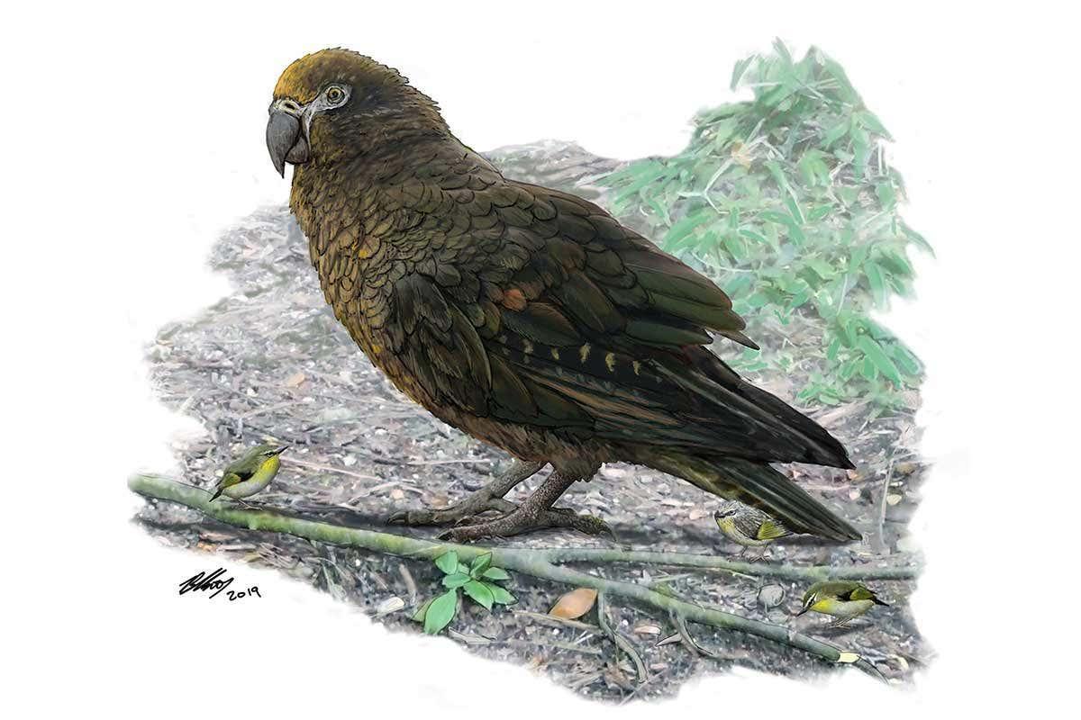 World’s largest parrot was a metre tall and lived 19 million years ago bit.ly/2YMyT1T