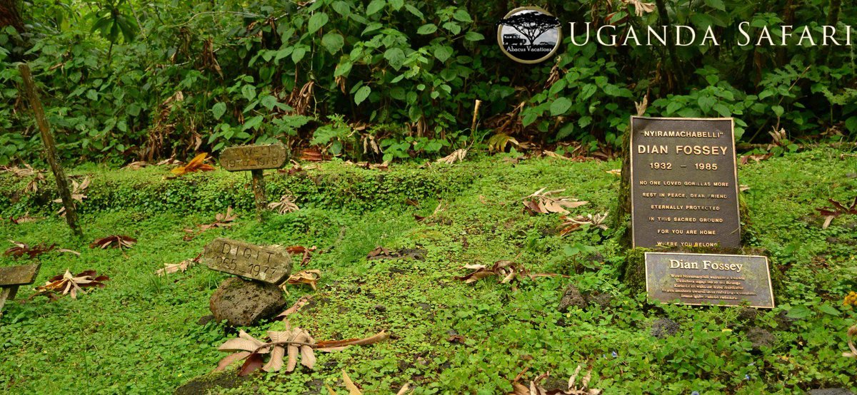 abacusvacation's tweet photo. Our #11DaysNyungwe, Volcanoes and  #BwindiTour takes you to #DianFosseyGrave hike, where you can see the #TombstoneOfDianFossey a gorilla lover, who was mysteriously murdered in 1985 and was buried just next to her favourite gorilla friend.  
https://t.co/Bm993xFgrp https://t.co/DIt6zqkQWE