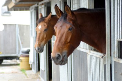 BriarwoodProduc's tweet photo. Get to grips with the benefits of fibre cement roofing for equine care, as well as take a tour of our Farm in this month's newsletter:
https://t.co/oc7DOAUlWG
#equinecare #horses #stables #equinewelfare #equestriancentre #equestrianbuilding #equestrian #ridingarena https://t.co/xLK0xyzCfd
