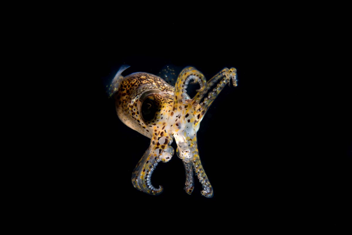 Steve Trewhella (@stevetrewhella1) on Twitter photo Come a learn about wonderful Cephalopods through the ages , with @Jazeyfantazy <a href="/GavanCooke/">Gavan M Cooke</a> @etchescollect dorsetwildlifetrust.org.uk/events/2019-09… #Kimmeridge #Cephalopod #Cephalopods #Ammonite #Octopus #Cuttlefish #Squid #Fossils #Fossil #Dorset #JurassicCoast Come a learn about wonderful Cephalopods through the ages , with @Jazeyfantazy <a href="/GavanCooke/">Gavan M Cooke</a> @etchescollect dorsetwildlifetrust.org.uk/events/2019-09… #Kimmeridge #Cephalopod #Cephalopods #Ammonite #Octopus #Cuttlefish #Squid #Fossils #Fossil #Dorset #JurassicCoast