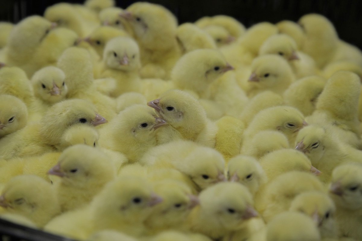 MyZambeef's tweet photo. 'Pay less for the chick that pays you more' with #Zamhatch's day-old-chicks. Place your order with the nearest Novatek outlet at a #Zambeef macro near you.
#ProudlyZambeef
#FeedingTheNation https://t.co/r10y5nx0kr