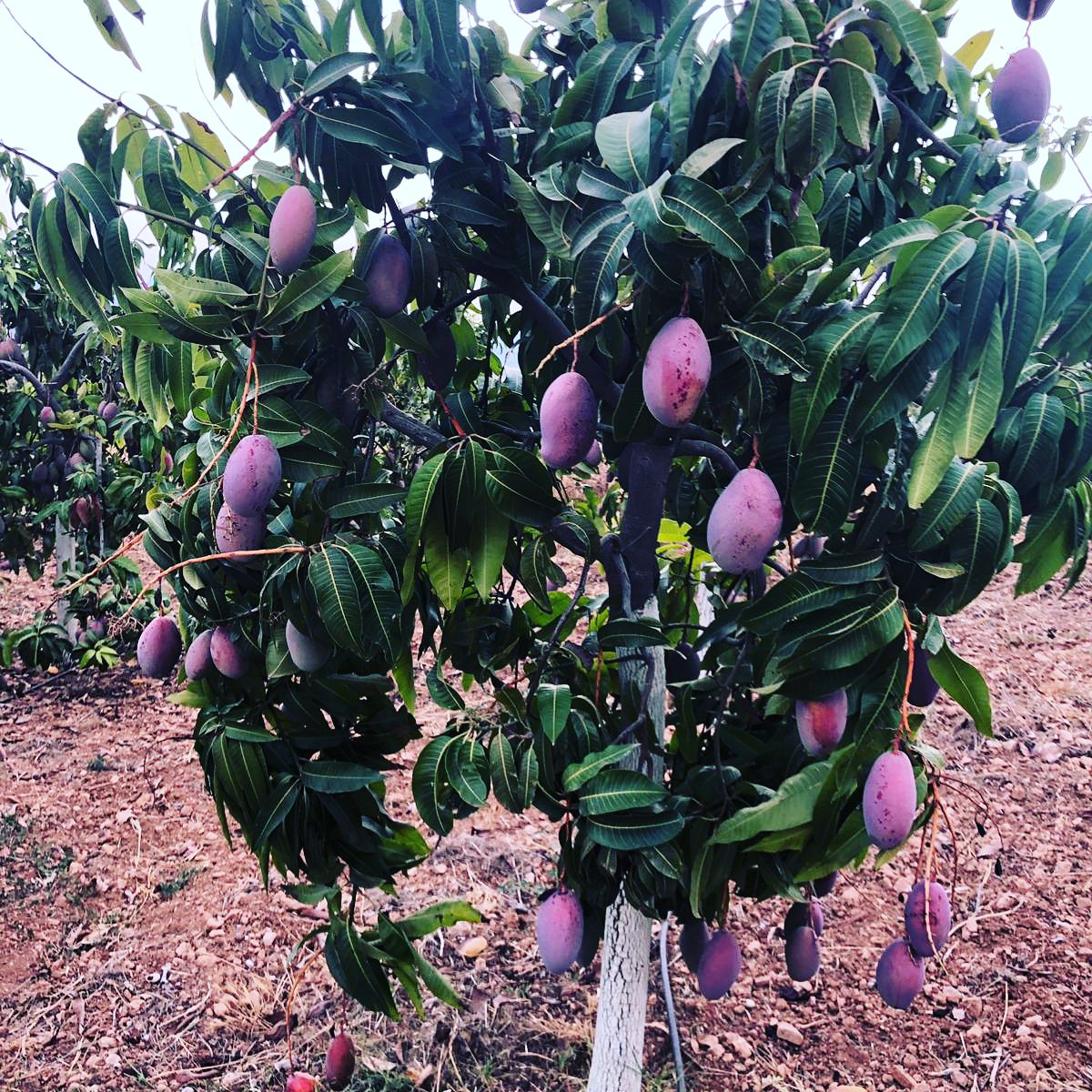 LucecoFruits's tweet image. Spanish Organic Mangoes...They will be ready soon. Be quick and the first one to book your quote.There are not many and the demand is enormous.Taste the pleasure with these sweet fruits. Lucecofruits SL. Organic citrus growers since 80th. #grower #citrus #Organic #mangoes #spain
