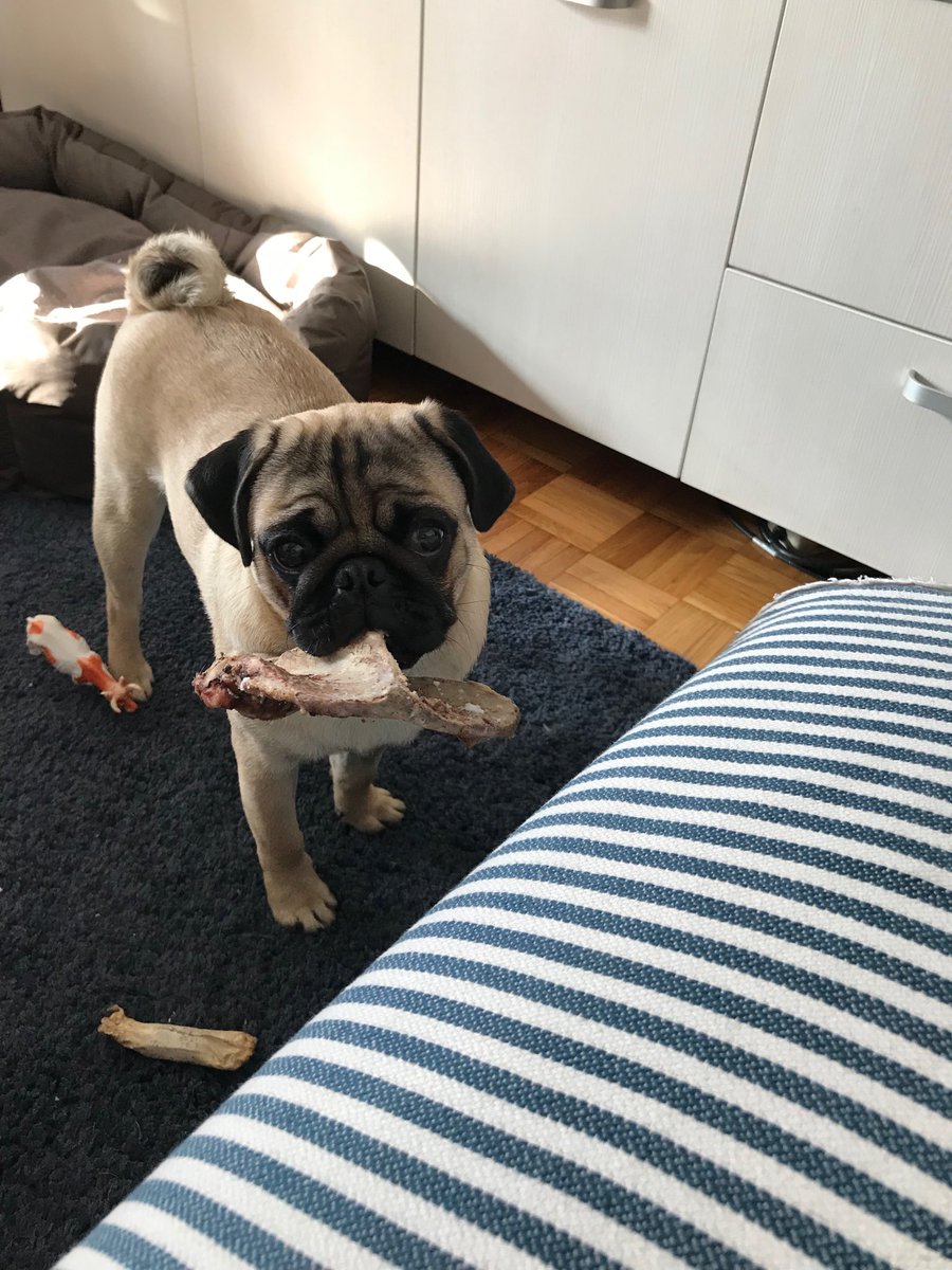 KatarinaThePug's tweet photo. I got this big bone but no place to bury it to keep it safe. #ModernDogProblems https://t.co/3CYJcrO2Od