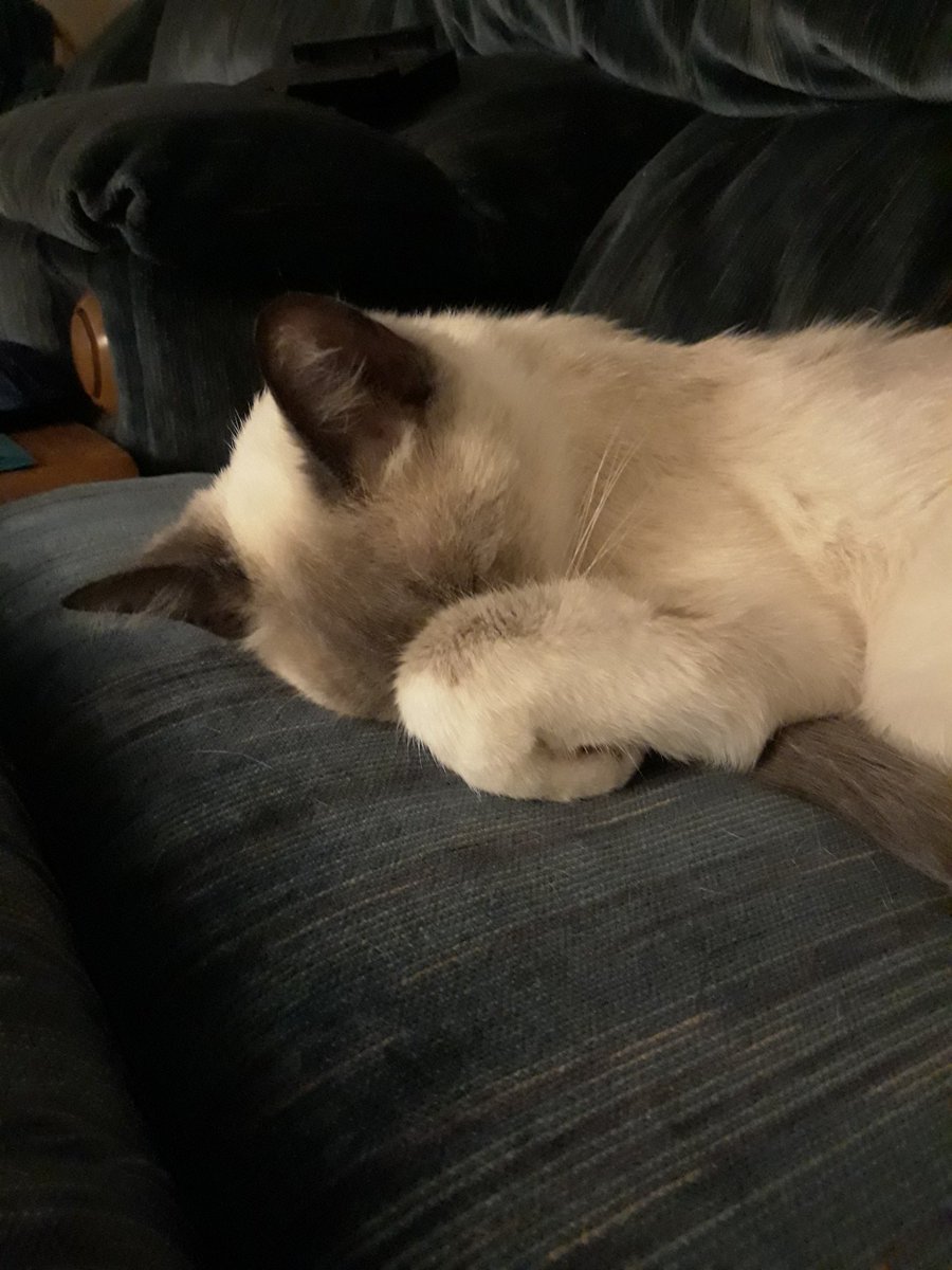 MissStar489's tweet photo. @NerdSync Here is my cat who likes to sleep with her nose covered. It's always exciting to wake up or come home &amp; find a video from you in my inbox. Makes my day brighter. https://t.co/3zlUXbt8Fm
