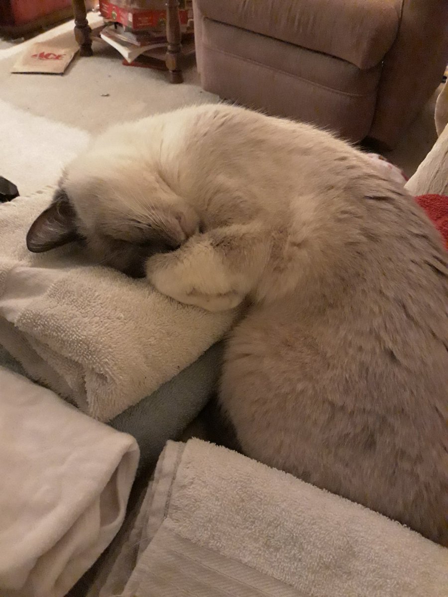 MissStar489's tweet photo. @NerdSync Here is my cat who likes to sleep with her nose covered. It's always exciting to wake up or come home &amp; find a video from you in my inbox. Makes my day brighter. https://t.co/3zlUXbt8Fm