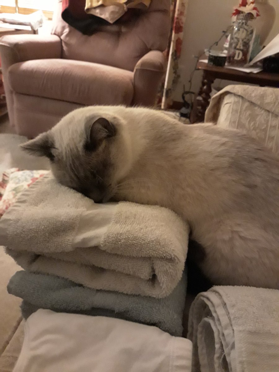 MissStar489's tweet photo. @NerdSync Here is my cat who likes to sleep with her nose covered. It's always exciting to wake up or come home &amp; find a video from you in my inbox. Makes my day brighter. https://t.co/3zlUXbt8Fm