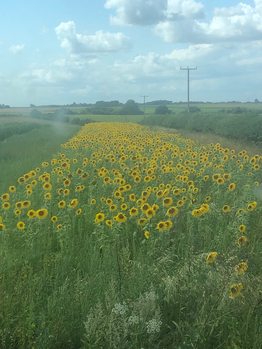 When I tipped the wild bird seed in the drill, I thought it looked a little light on sunflower seed. I added a few more. Opps #farm24