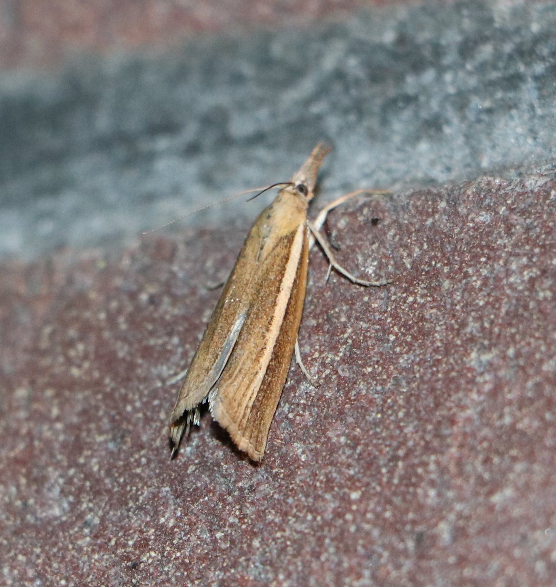 attjemeekma's tweet photo. Wie het kleine niet eert...
#koolbladroller
#waterleliemot
#smallewitlijngrasmot
#peenkaartmot
#insectenopdeboerderij
#nachtvlinders
#biodiversiteit https://t.co/pMoLKJFgFg
