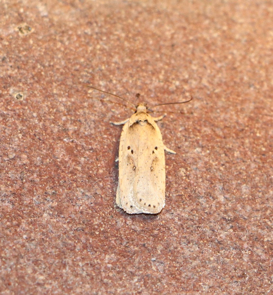 attjemeekma's tweet photo. Wie het kleine niet eert...
#koolbladroller
#waterleliemot
#smallewitlijngrasmot
#peenkaartmot
#insectenopdeboerderij
#nachtvlinders
#biodiversiteit https://t.co/pMoLKJFgFg