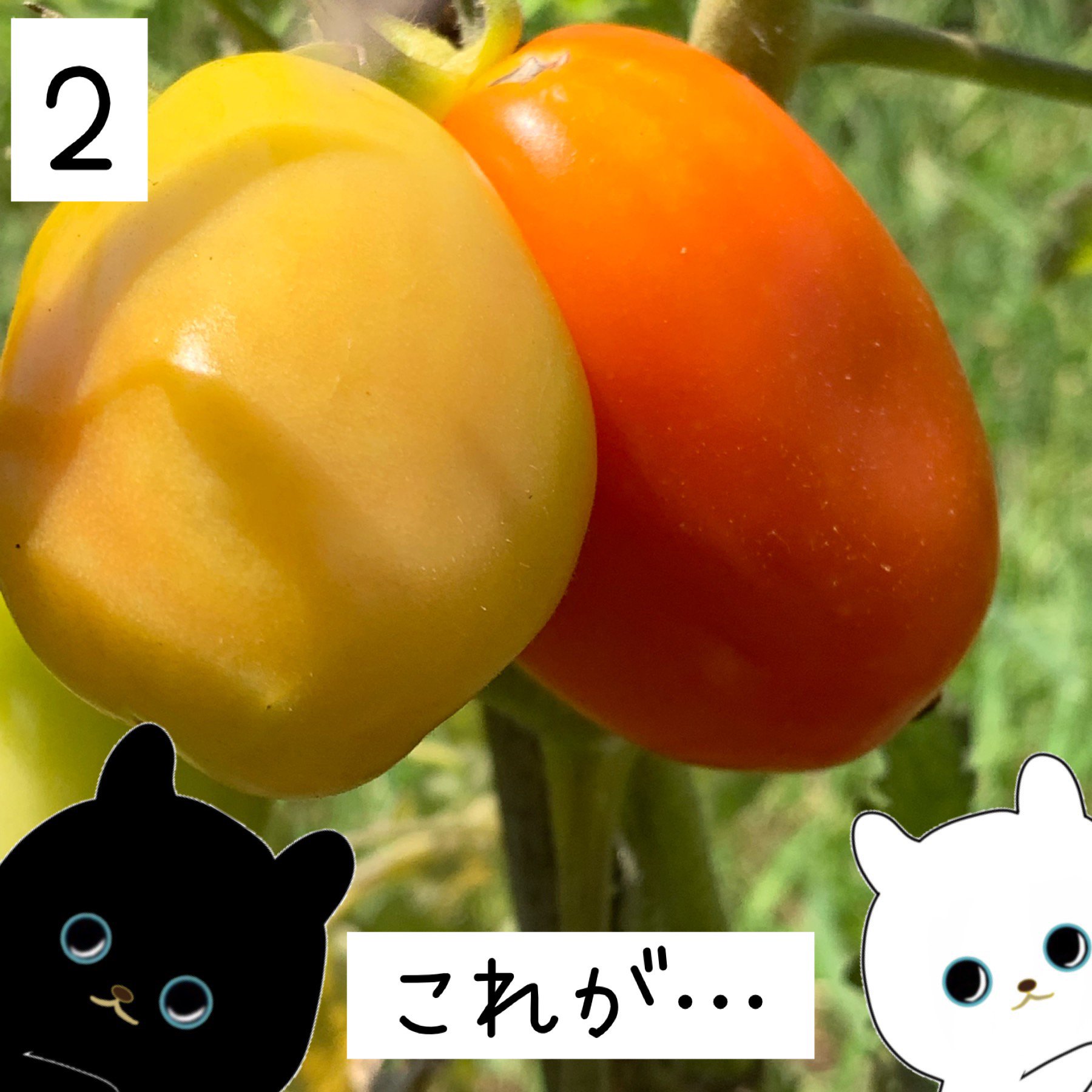 トマトが好きな10の理由 Twitter Search Twitter