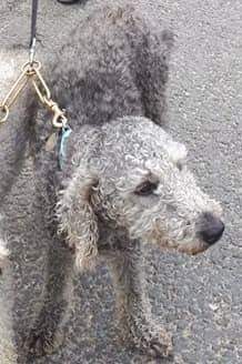 MissingPetsGB's tweet photo. 🐕 LEWIS is a 7yr old male blue Bedlington Terrier, #missing since Saturday 27 July 2019 after escaping the garden at home in Thorpe in #Balne #DN5 #Doncaster
He is microchipped & his details are up to date. If seen or found please call 07786 426 397 asap. https://t.co/HgVZ8Q6HAE