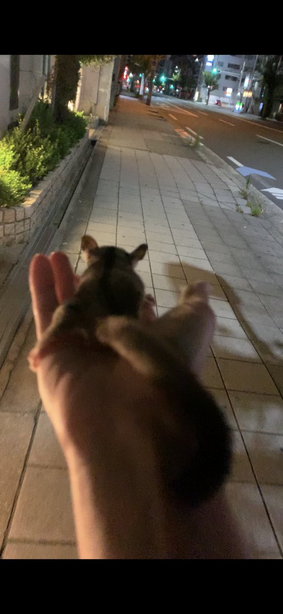 Pokkichi Ch A Twitter 夜のお散歩 好奇心旺盛で名前読んだら寝てても出てくる モモンガ 小動物 癒し ペット 動画も 可愛い