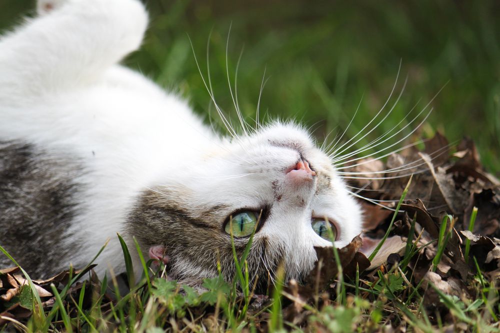 Today is international cat day! So for all of us that are owned by cats, give them some extra fuss today!