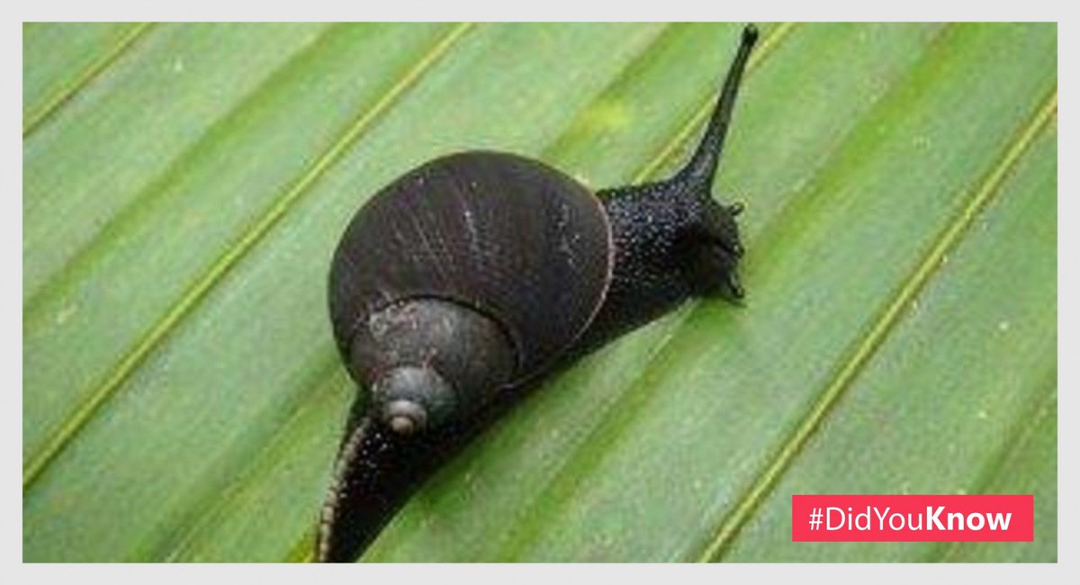 SeeSeychellesSA's tweet photo. #Didyouknow the main language in the #Seycelles is Creole. Words are spelled as they sound, and formed as a literal expression of what they mean. The word for snail, “kourpa”, for instance, translates as “doesn’t run”. https://t.co/3kiQRp3gJY
