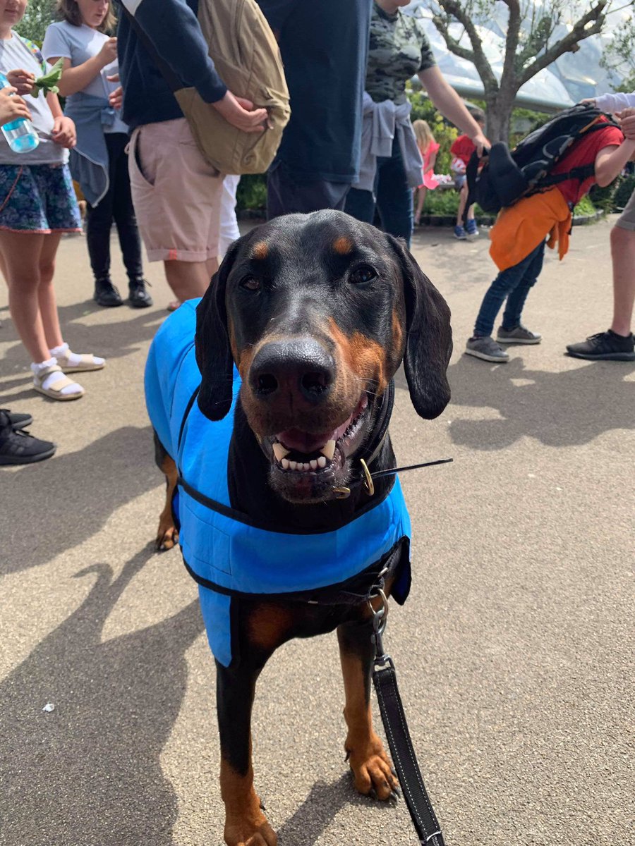 b_ttom's tweet photo. @brookehouts i mean my doberman jumps up and i don’t proceed to beat it, i simply slightly raise my voice and tell it to stop. in that apology/excuse you barley even mention the fact you beat it and mainly focus on how you shouted at it when most people are focused on the physical abuse. https://t.co/FNKs0H4muB