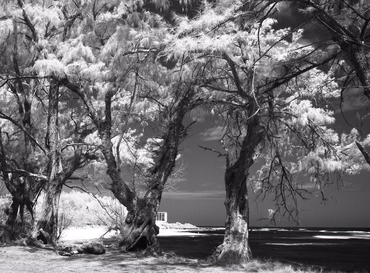 3eyedmonster's tweet photo. Real Hot in da Shade #infrared #rolleiinfrared #lubitel #r72filter #believeinfilm https://t.co/YY1O9cJqd5