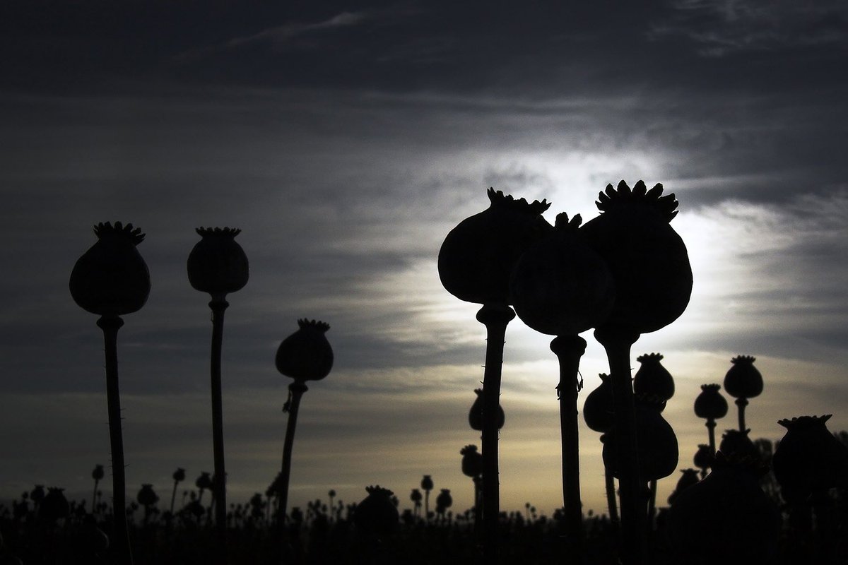 Papaver Somniferum Sunset, Northern Tasmania