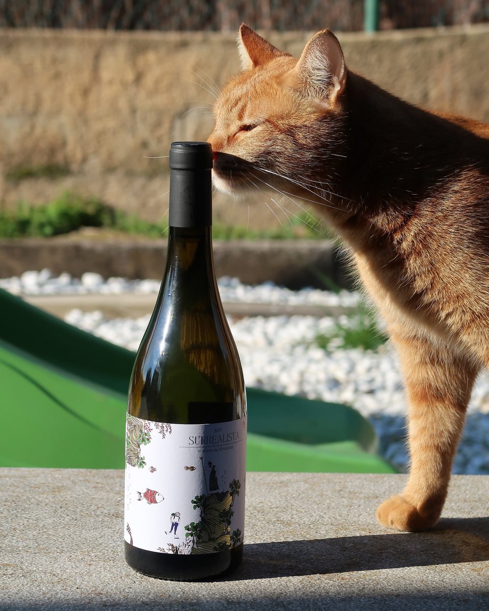 🐱Miau i feliç #diainternacionaldelgat.🥂
--
#sinetiquetas #winemakers #sentitsbarcelona #vicatalà #vicatala #catalanwine #winelover #culturadelvi #winoclock #wineday #winegeek #tasting #vineyards #bestwine #topwine #mesqueparaules #karmadedrac #surrealista