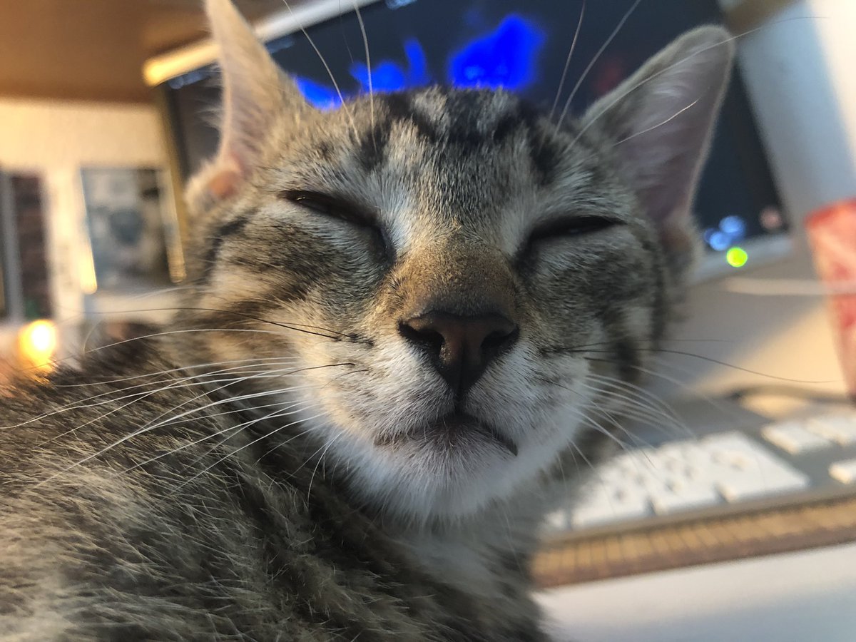 Happy #Worldscatday! 😻