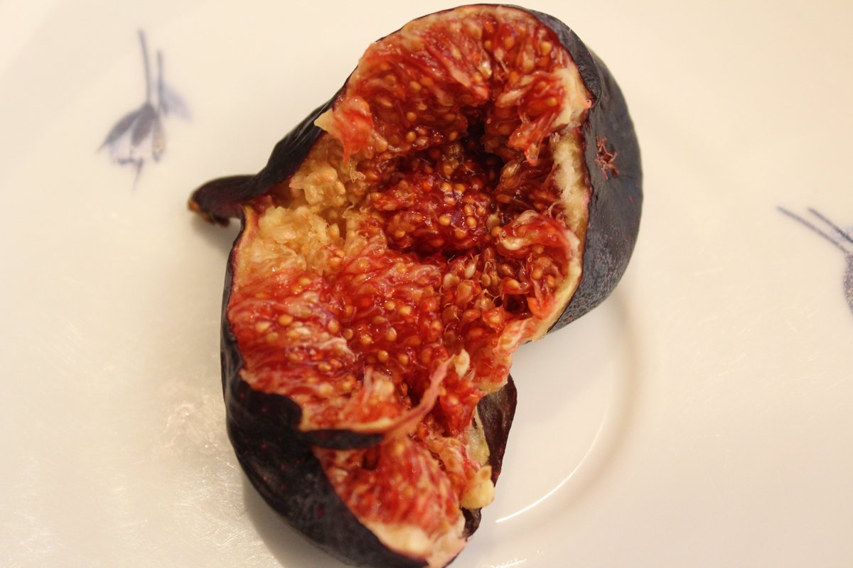 LevyYakir's tweet photo. First fruit of the season from our Mission Fig tree.
Luscious!
#fig #firstfig #figs #figtree #figlovers #gardening #figtree #socalgarden #missionfig #blackmissionfigs #figlove #figlover #summerdelight #homegrown #homegrownfood #homegrownfruit #gardendiary #ilovefigs https://t.co/d1zJ7NmTVP