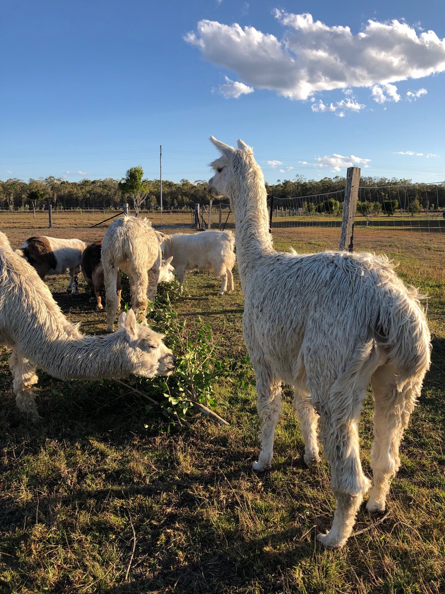 AlpacaGrouchy's tweet photo. Lillypilly branches π₯° #chompychomp #snax enough for everyone #peace #love #happyalpacas #happygoats https://t.co/AHag9qwWtF
