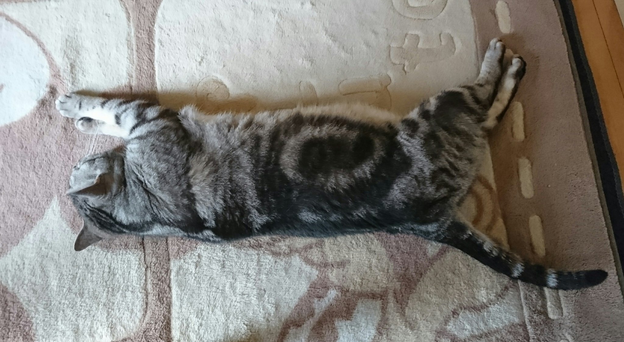 五十嵐 恭平 友人宅の完全無防備猫 世界猫の日 T Co Dv9jkvj1aa Twitter